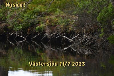 Västersjön 11/7 2023