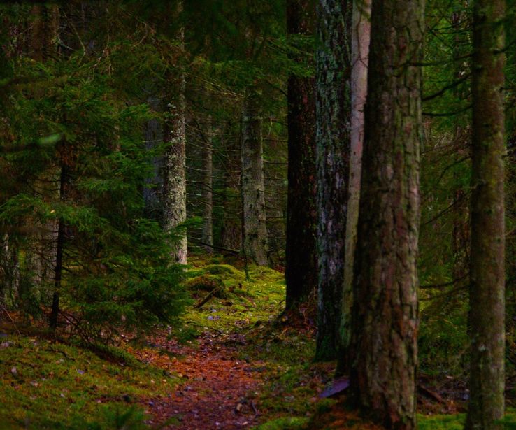 Skogsglänta i Ingarydsskogen.